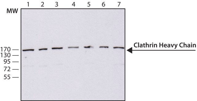 Anti-Clathrin Heavy Chain antibody, Mouse monoclonal clone TD.1, purified from hybridoma cell culture