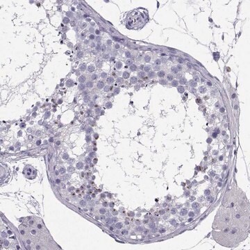 Anti-IQCD antibody produced in rabbit Prestige Antibodies&#174; Powered by Atlas Antibodies, affinity isolated antibody, buffered aqueous glycerol solution