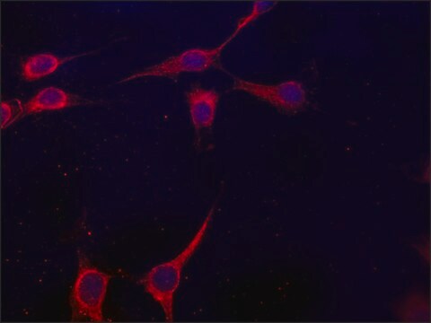 Anti-Glycogen Synthase 1 (N-terminal) antibody produced in rabbit ~1.5&#160;mg/mL, affinity isolated antibody