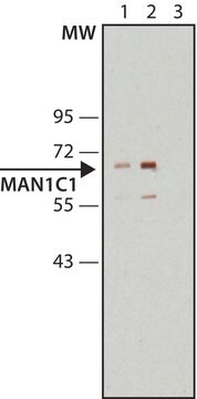 Anti-MAN1C1 (internal) antibody produced in rabbit ~1.0&#160;mg/mL, affinity isolated antibody