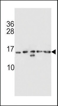 ANTI-HIST1H2AB(N-TERMINAL) antibody produced in rabbit affinity isolated antibody, buffered aqueous solution