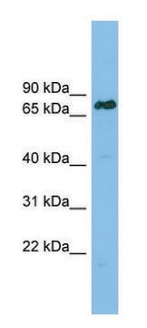 Anti-LBR antibody produced in rabbit affinity isolated antibody