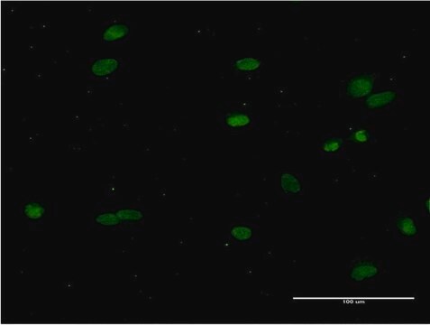 Monoclonal Anti-CRY1 antibody produced in mouse clone 2G4-1F6, purified immunoglobulin, buffered aqueous solution