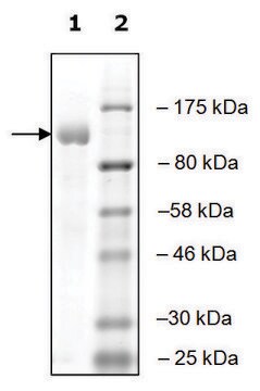 UBE1 active human recombinant, expressed in baculovirus infected Sf9 cells, &#8805;80% (SDS-PAGE)