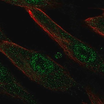 Anti-LRRC32 antibody produced in rabbit Prestige Antibodies&#174; Powered by Atlas Antibodies, affinity isolated antibody