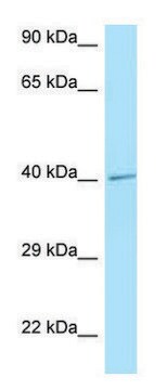 Anti-IL3RA (C-terminal) antibody produced in rabbit affinity isolated antibody