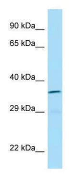 Anti-ICOSLG (C-terminal) antibody produced in rabbit affinity isolated antibody