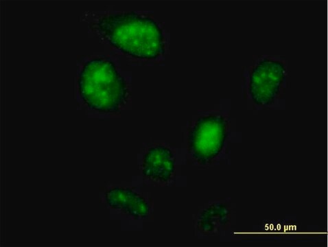 Anti-ZNF738 antibody produced in mouse IgG fraction of antiserum, buffered aqueous solution