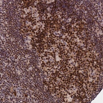 Anti-TCEA1 antibody produced in rabbit Prestige Antibodies&#174; Powered by Atlas Antibodies, affinity isolated antibody, buffered aqueous glycerol solution