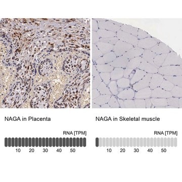 Anti-NAGA antibody produced in rabbit Prestige Antibodies&#174; Powered by Atlas Antibodies, affinity isolated antibody, buffered aqueous glycerol solution