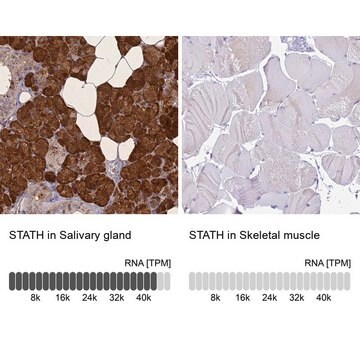 Anti-STATH antibody produced in rabbit Prestige Antibodies&#174; Powered by Atlas Antibodies, affinity isolated antibody, buffered aqueous glycerol solution