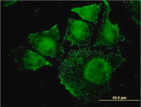 Monoclonal Anti-SGK2 antibody produced in mouse clone 7C7, purified immunoglobulin, buffered aqueous solution