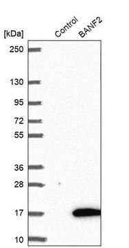 Anti-BANF2 antibody produced in rabbit Prestige Antibodies&#174; Powered by Atlas Antibodies, affinity isolated antibody, buffered aqueous glycerol solution