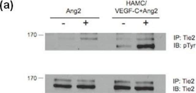 Anticorps anti-phosphotyrosine, clone&nbsp;4G10&#174; clone 4G10®, Upstate&#174;, from mouse