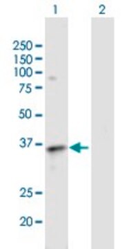 Anti-EDG3 antibody produced in mouse purified immunoglobulin, buffered aqueous solution