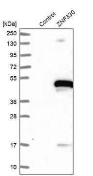 Anti-ZNF330 antibody produced in rabbit Prestige Antibodies&#174; Powered by Atlas Antibodies, affinity isolated antibody, buffered aqueous glycerol solution