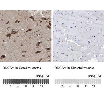 抗DSCAM ウサギ宿主抗体 Prestige Antibodies&#174; Powered by Atlas Antibodies, affinity isolated antibody, buffered aqueous glycerol solution