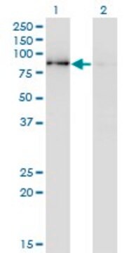 Monoclonal Anti-SCYL3 antibody produced in mouse clone 3D3, purified immunoglobulin, buffered aqueous solution