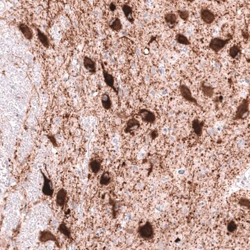 Anti-SLC18A2 antibody produced in mouse Prestige Antibodies&#174; Powered by Atlas Antibodies, clone CL13157, purified by using Protein A, buffered aqueous glycerol solution