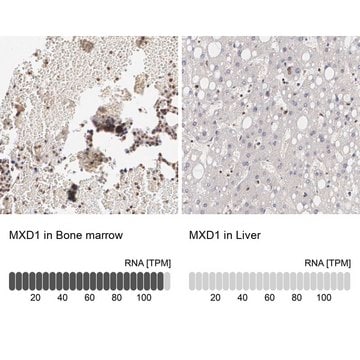 抗MXD1抗体 ウサギ宿主抗体 Prestige Antibodies&#174; Powered by Atlas Antibodies, affinity isolated antibody, buffered aqueous glycerol solution