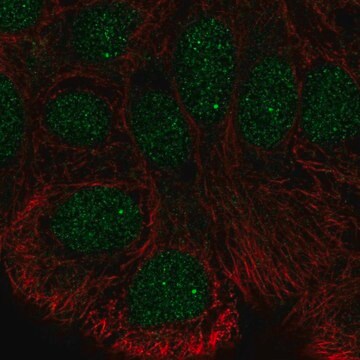 Anti-STK35 antibody produced in rabbit Prestige Antibodies&#174; Powered by Atlas Antibodies, affinity isolated antibody