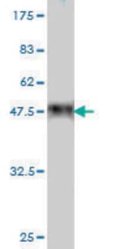 Monoclonal Anti-COP1 antibody produced in mouse clone 3E10, purified immunoglobulin, buffered aqueous solution