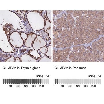 Anti-CHMP2A antibody produced in rabbit Prestige Antibodies&#174; Powered by Atlas Antibodies, affinity isolated antibody, buffered aqueous glycerol solution