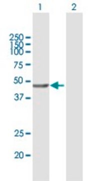 Anti-VPS36 antibody produced in mouse purified immunoglobulin, buffered aqueous solution