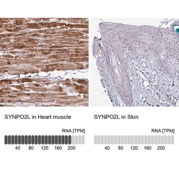 Anti-SYNPO2L antibody produced in rabbit Prestige Antibodies&#174; Powered by Atlas Antibodies, affinity isolated antibody, buffered aqueous glycerol solution