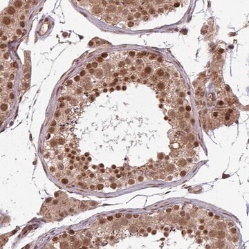 Anti-SWI5 antibody produced in rabbit Prestige Antibodies&#174; Powered by Atlas Antibodies, affinity isolated antibody, buffered aqueous glycerol solution