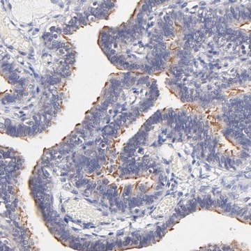 Anti-RIBC2 antibody produced in rabbit Prestige Antibodies&#174; Powered by Atlas Antibodies, affinity isolated antibody, buffered aqueous glycerol solution