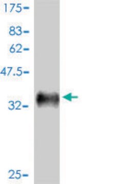 ANTI-EPHB2 antibody produced in mouse clone 1F10, ascites fluid