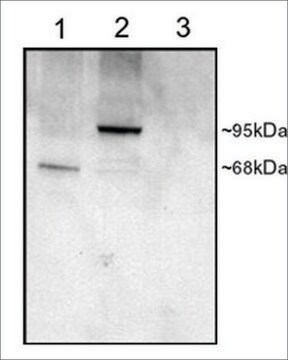 Anti-PDE4D antibody produced in goat affinity isolated antibody, buffered aqueous solution