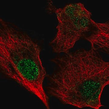 Anti-BIRC7 antibody produced in rabbit Prestige Antibodies&#174; Powered by Atlas Antibodies, affinity isolated antibody