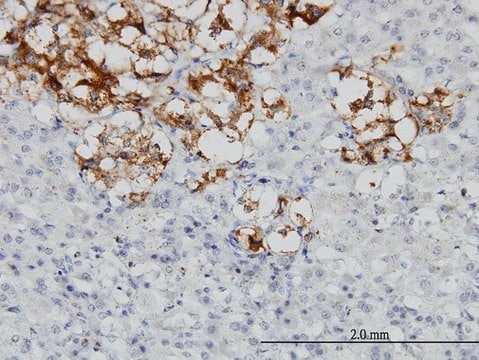 Monoclonal Anti-DCN antibody produced in mouse clone 3H4-1F4, purified immunoglobulin, buffered aqueous solution