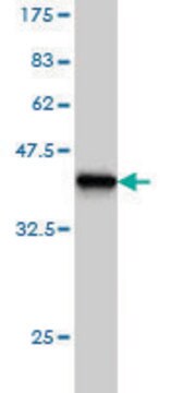 Monoclonal Anti-HOXC8 antibody produced in mouse clone 5G1, purified immunoglobulin, buffered aqueous solution