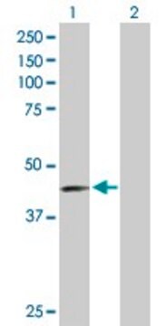 Anti-PVRL3 antibody produced in mouse purified immunoglobulin, buffered aqueous solution