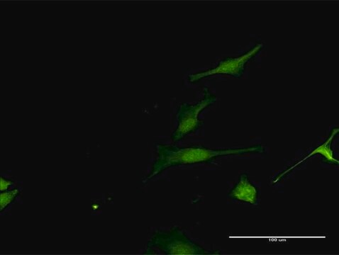 Anti-FAM117A antibody produced in rabbit purified immunoglobulin, buffered aqueous solution