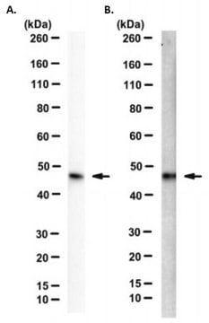 Anti-Lactadherin/MFGE8 Antibody, clone 5C5