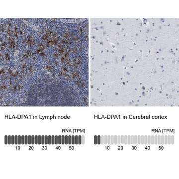 Anti-HLA-DPA1 antibody produced in rabbit Prestige Antibodies&#174; Powered by Atlas Antibodies, affinity isolated antibody, buffered aqueous glycerol solution