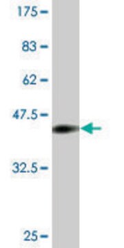 Monoclonal Anti-CNR1, (N-terminal) antibody produced in mouse clone 1F9, purified immunoglobulin, buffered aqueous solution