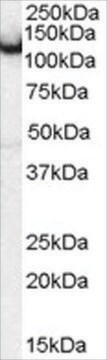 Anti-Amphiphysin/AMPH antibody produced in goat affinity isolated antibody, buffered aqueous solution