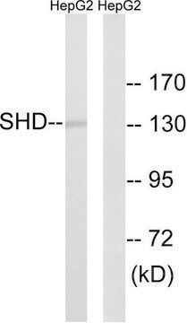 Anti-SHD antibody produced in rabbit affinity isolated antibody