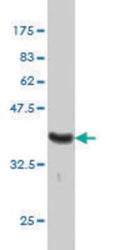 Monoclonal Anti-MUTYH antibody produced in mouse clone 4D10, purified immunoglobulin, buffered aqueous solution