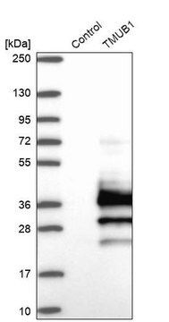 Anti-TMUB1 antibody produced in rabbit Prestige Antibodies&#174; Powered by Atlas Antibodies, affinity isolated antibody, buffered aqueous glycerol solution