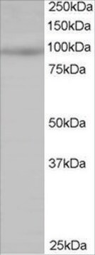 Anti-HPK1/MAP4K1 antibody produced in goat affinity isolated antibody, buffered aqueous solution