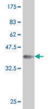 ANTI-HOXA5 antibody produced in mouse clone 2H5, purified immunoglobulin, buffered aqueous solution