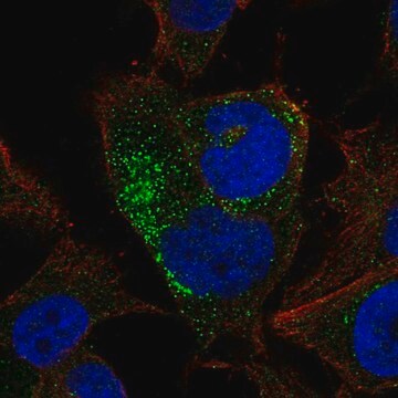 Anti-Bmp8B Antibody Produced In Rabbit Prestige Antibodies&#174; Powered by Atlas Antibodies, affinity isolated antibody, buffered aqueous glycerol solution