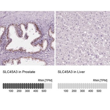 Anti-SLC45A3 antibody produced in rabbit Prestige Antibodies&#174; Powered by Atlas Antibodies, affinity isolated antibody, buffered aqueous glycerol solution