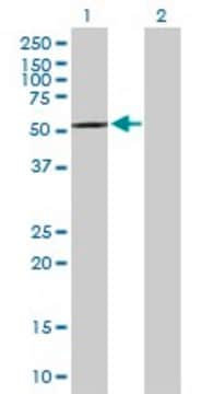 Anti-CPNE4 antibody produced in mouse purified immunoglobulin, buffered aqueous solution